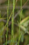 Pineland rayless goldenrod